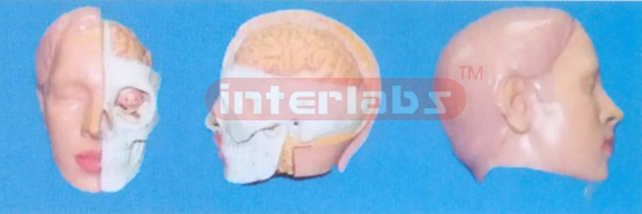 BIG HEAD SHOW HALF PROTRUDING BRAIN MODEL (1 PC, A TYPE) WITHOUT DISSECTION